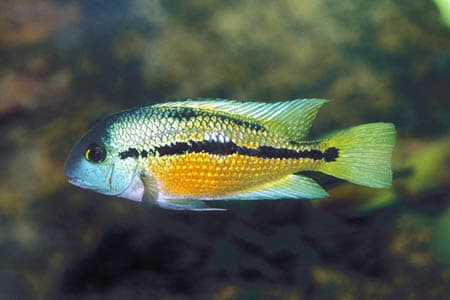 Hypsophrys nicaraguensis photo