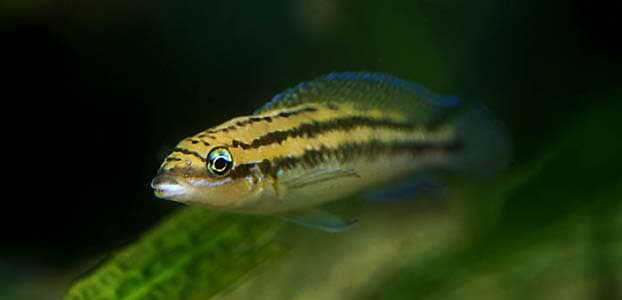 Julidochromis dickfeldi photo