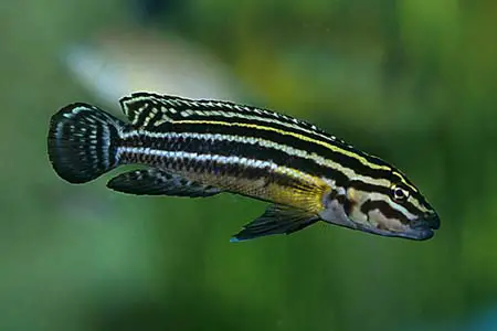 Julidochromis regani photo