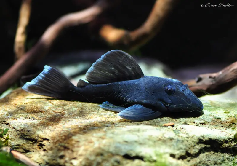 Baryancistrus beggini photo