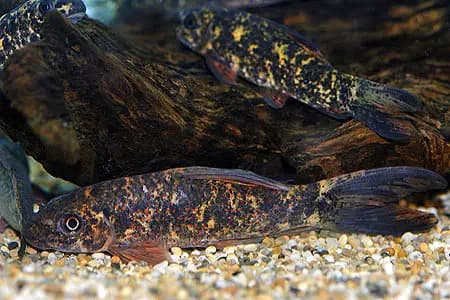 Labeo cyclorhynchus photo