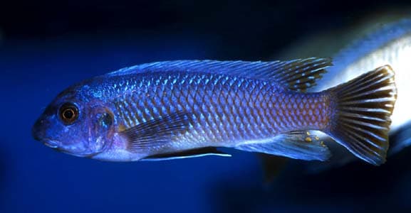 Labeotropheus trewavasae photo