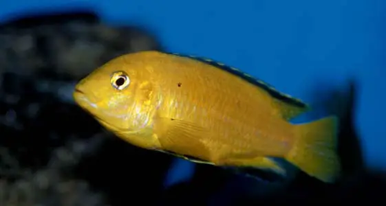Labidochromis caeruleus photo