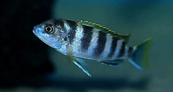 Labidochromis sp. "perlmutt" photo