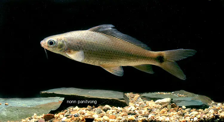 Labiobarbus siamensis photo
