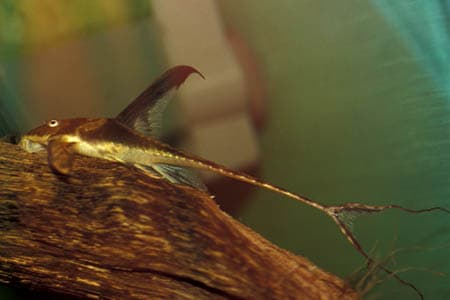 Lamontichthys llanero photo