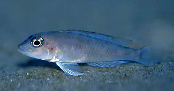 Lamprologus kungweensis photo
