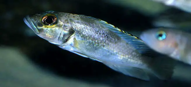 Lamprologus lemairii photo