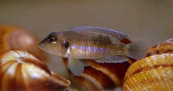 Lamprologus ocellatus photo