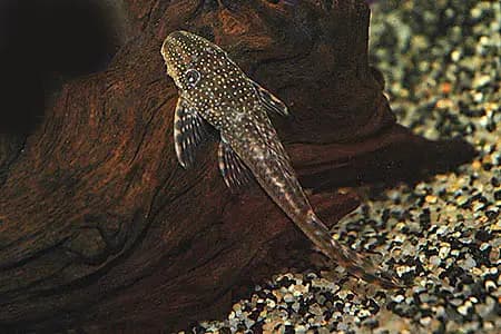 Lasiancistrus tentaculatus photo