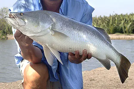 Lates calcarifer photo