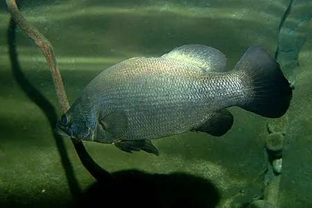 Lates niloticus photo