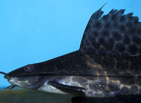 Leiarius pictus photo