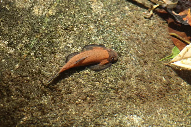 Gastromyzon lepidogaster photo