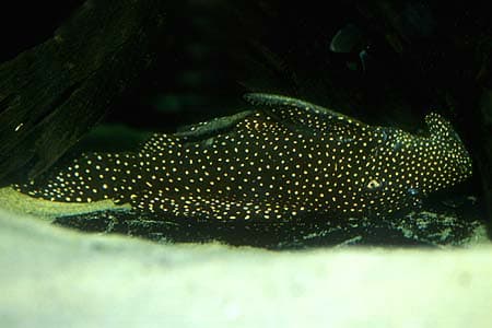 Leporacanthicus galaxias photo