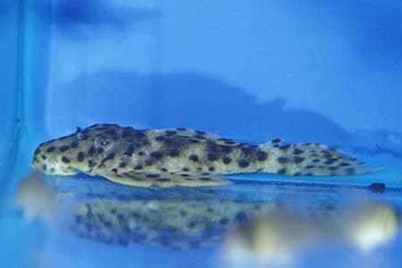 Leporacanthicus heterodon photo