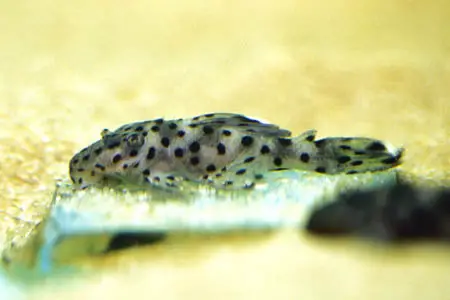 Leporacanthicus joselimai photo