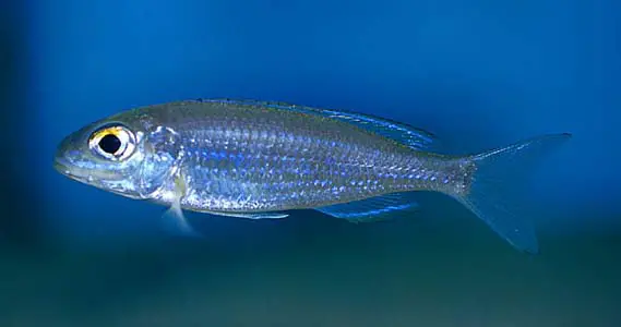 Lestradea perspicax photo