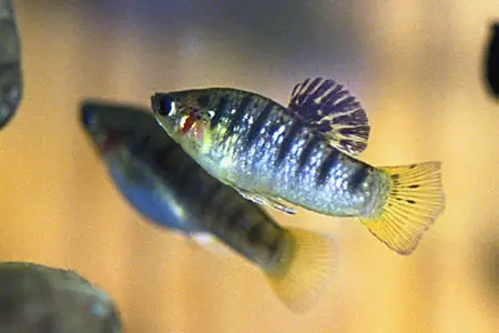 Limia nigrofasciata photo