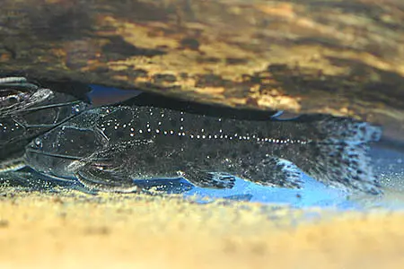Liosomadoras morrowi photo