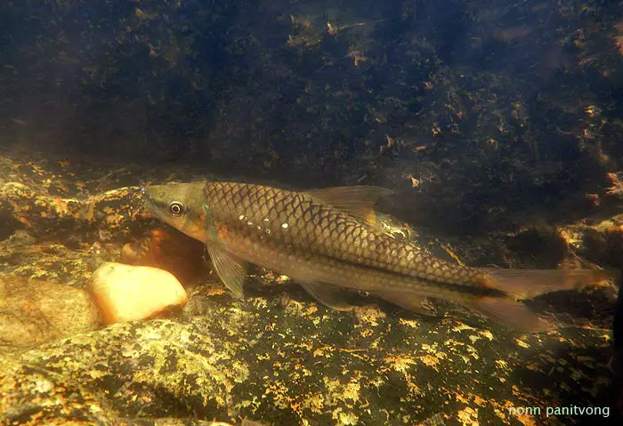 Lobocheilos rhabdoura photo