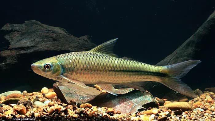 Lobocheilos melanotaenia photo