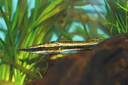 Luciocephalus pulcher photo