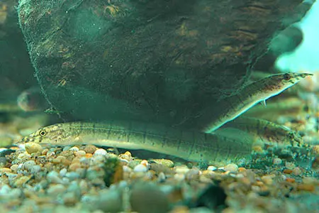 Macrognathus zebrinus photo