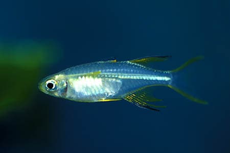 Marosatherina ladigesi photo