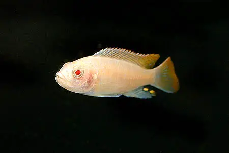 Maylandia greshakei photo