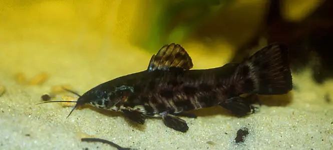 Megalechis thoracata photo