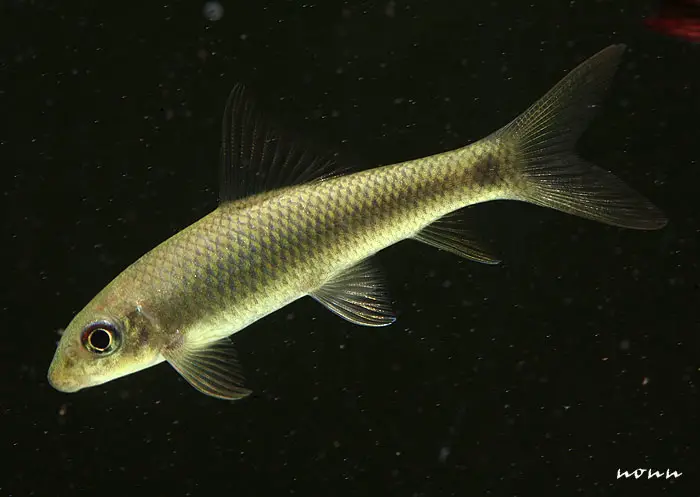 Mekongina erythrospila photo