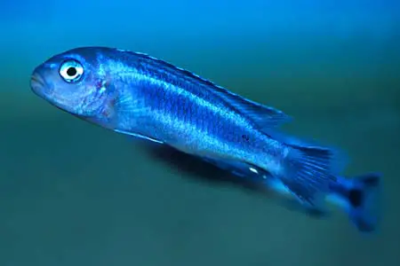 Melanochromis cyaneorhabdos photo