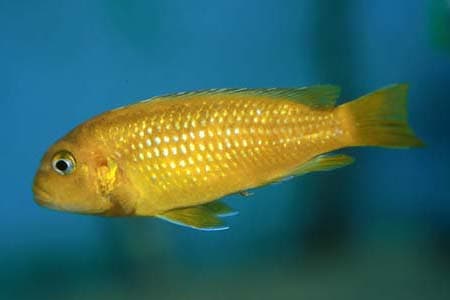 Melanochromis johanni photo