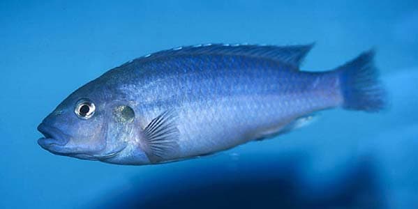 Melanochromis lepidiadaptes photo