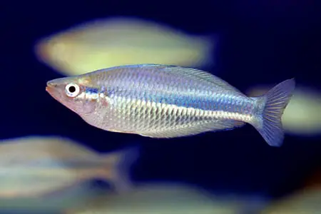 Melanotaenia affinis photo