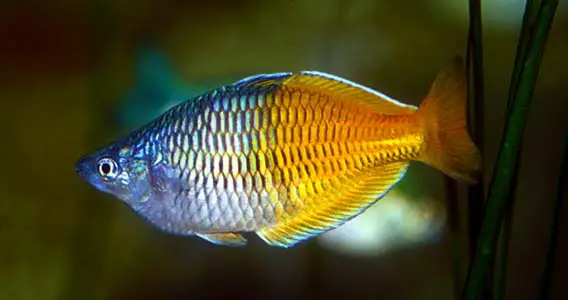 Melanotaenia boesemani photo