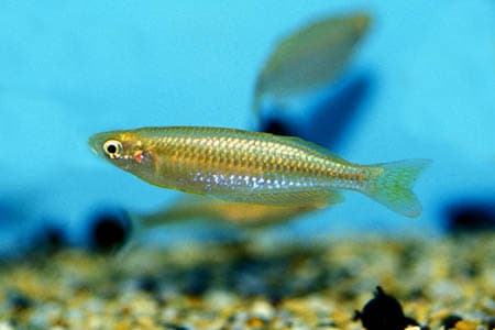 Melanotaenia gracilis photo