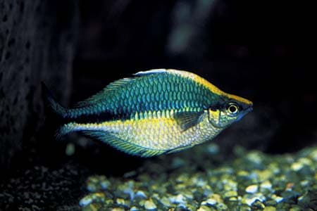 Melanotaenia lacustris photo