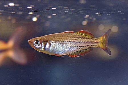 Melanotaenia maccullochi photo