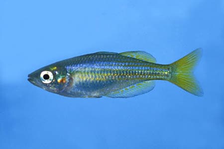 Melanotaenia splendida inornata photo