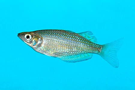 Melanotaenia splendida rubrostriata photo