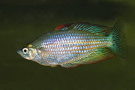 Melanotaenia splendida splendida photo
