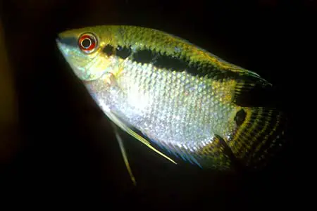 Mesonauta festivus photo