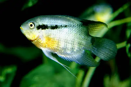 Mesonauta insignis photo