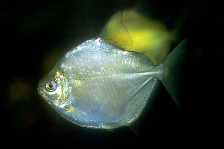 Metynnis hypsauchen photo