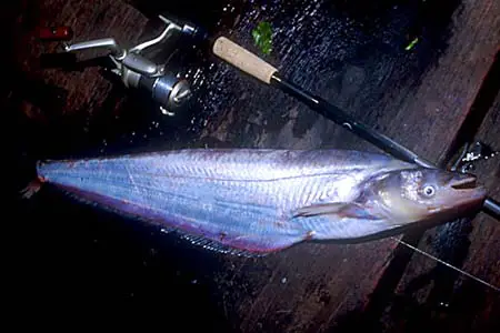 Micronema bleekeri photo