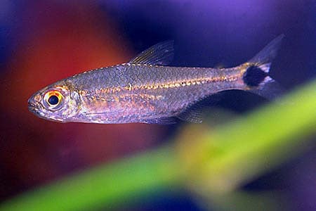 Moenkhausia ceros photo