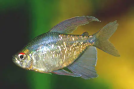 Moenkhausia pittieri photo
