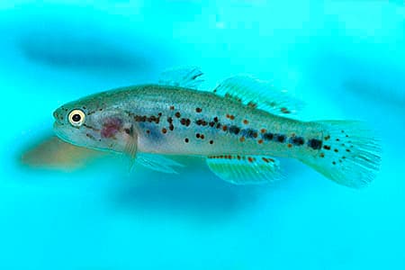 Mogurnda adspersa photo